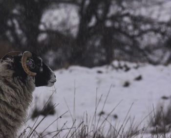 Close-up of dog on field during winter