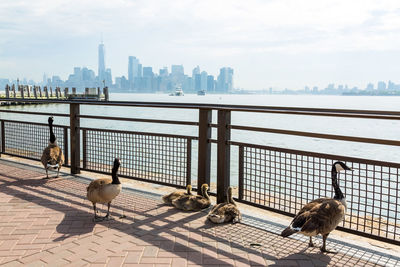 View of birds in river against buildings