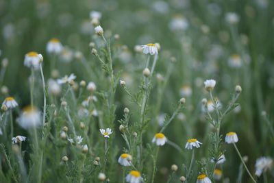 Close-up of flowering plants on field