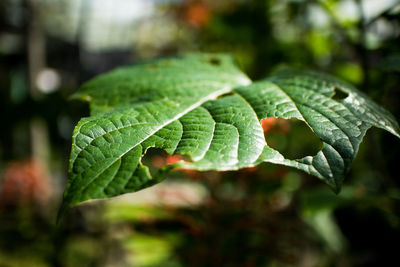 Close-up of green leaves