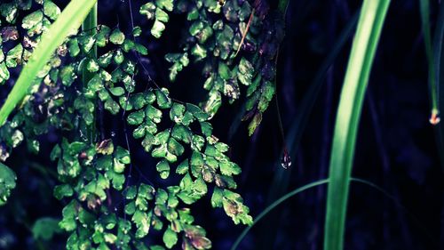 Close-up of plant