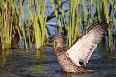 Female mallard flapping its wings on lake
