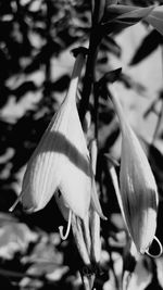 Close-up of flower