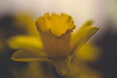 Close-up of yellow crocus