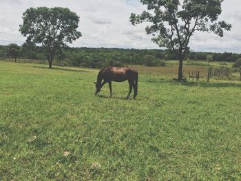 Horses in a field