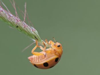 Close-up of insect on plant