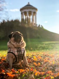 Man with dog sitting against plants