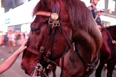 Close-up of child touching police horse