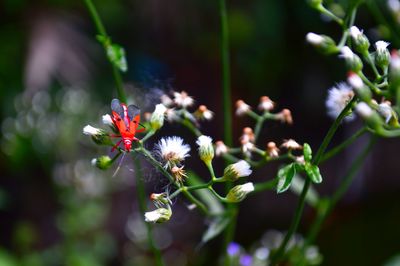 High angle view of red insect on flowers at park