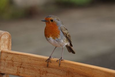 Close-up of bird perching on wood