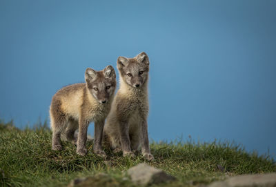 Portrait of arctic foxes on grassy field against clear blue sky