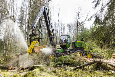 Feller buncher at work