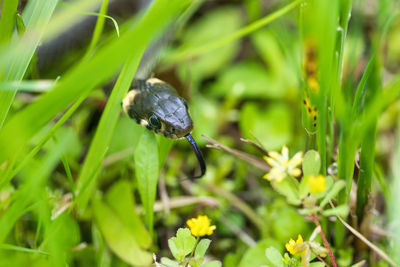 Close-up of insect on plant