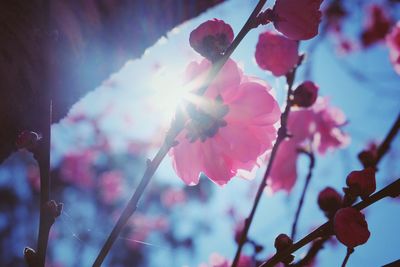 Close-up of pink flowers on branch