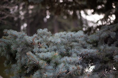 Close-up of pine tree during winter