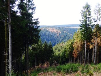 Panoramic view of pine trees in forest against sky