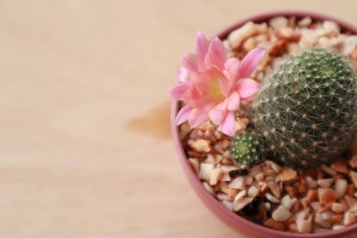 High angle view of potted plant in bowl on table