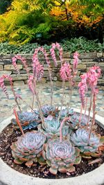 Close-up of pink flowers