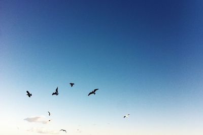 Low angle view of birds flying against blue sky