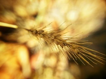 Close-up of dandelion