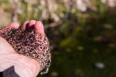 Close-up of person hand against blurred background