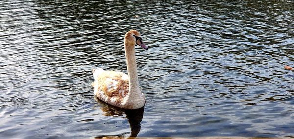 View of swan swimming in lake