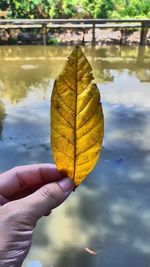 Cropped hand of person holding leaf