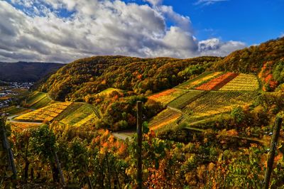 Scenic view of vineyard against sky