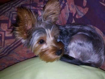 Close-up portrait of dog relaxing on bed at home