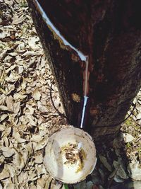 High angle view of old tree trunk on field