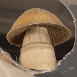 close-up