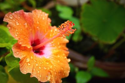 Close-up of wet flower blooming outdoors