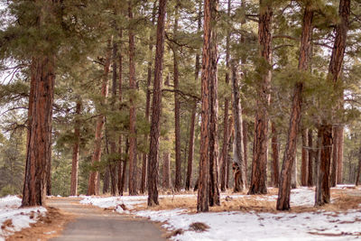 Pine trees in forest