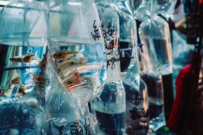 Close-up of fish in glass window