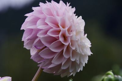 Close-up of pink dahlia flower