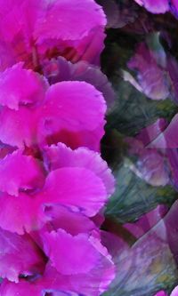 Close-up of pink flower