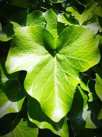 Close-up of leaves