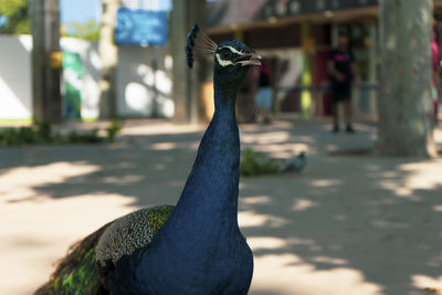 Close-up of a bird