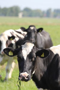 High angle view of cow on field