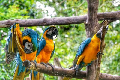 Two birds perching on branch