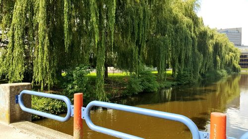 View of trees by river