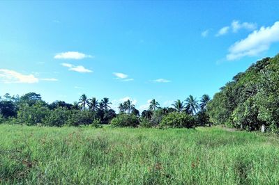 Trees on field against sky