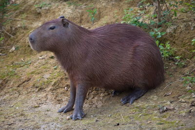 Side on portrait of capybara hydrochoerus hydrochaeris feeding on green grass, bolivia.