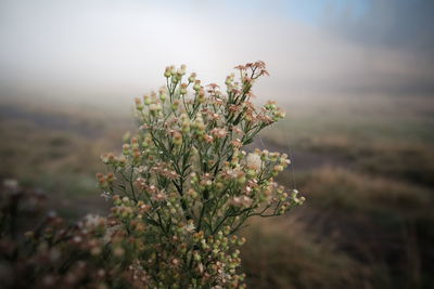 Close-up of flowering plant on field