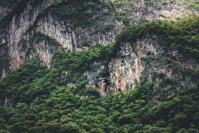 Rock formation amidst trees in forest