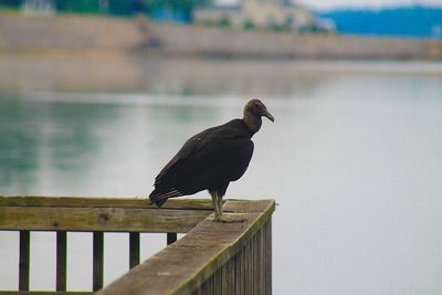 Vulture on pier by lake