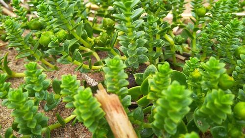 High angle view of plants growing on field