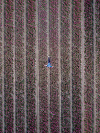 A men in a flower tulip field in the netherlands from above