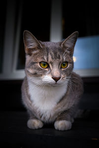 Close-up portrait of tabby cat on table