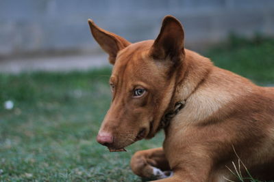 Close-up of dog looking away